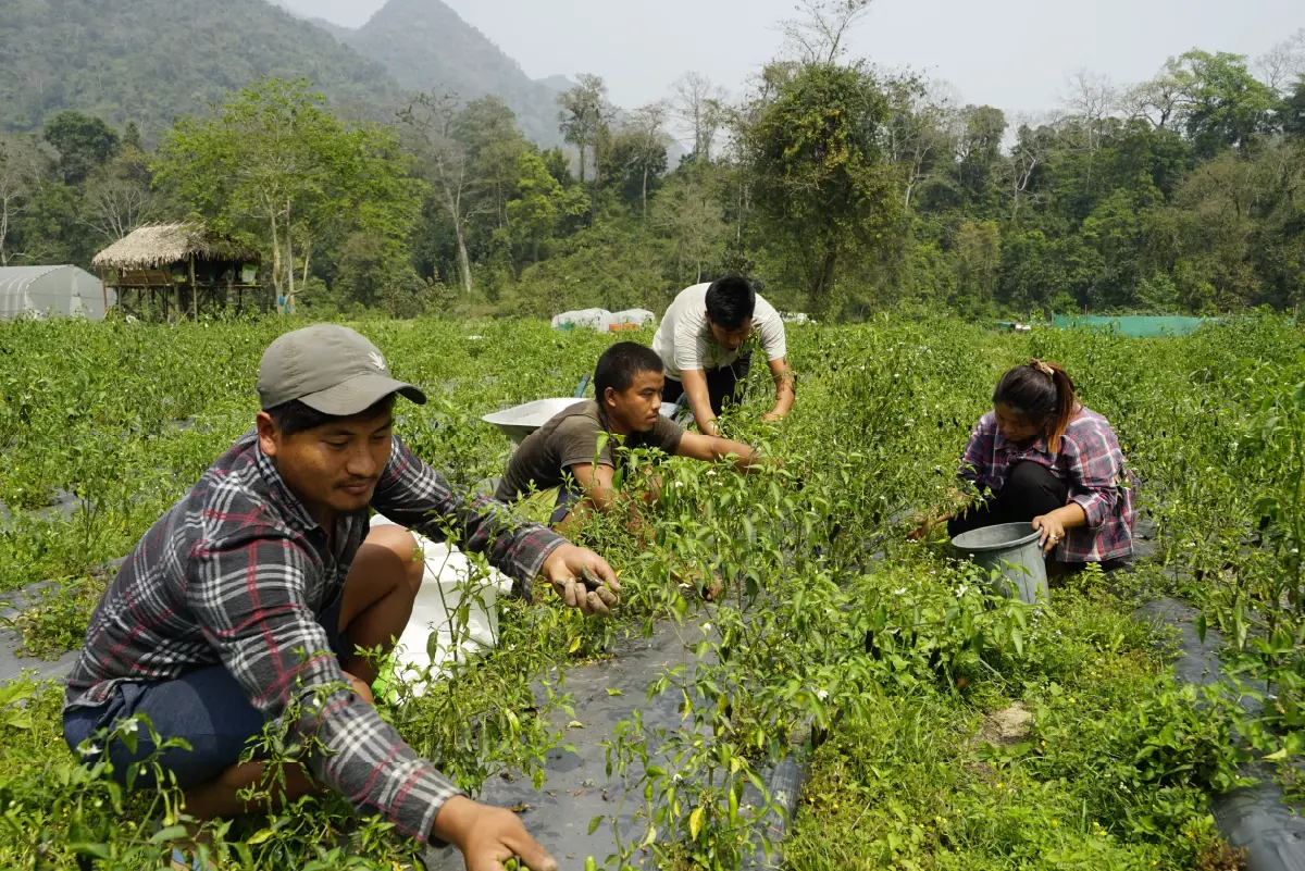 Panbang Youth Cooperative, Zhemgang images-03
