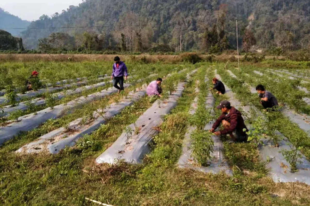 Panbang Youth Cooperative, Zhemgang images-07