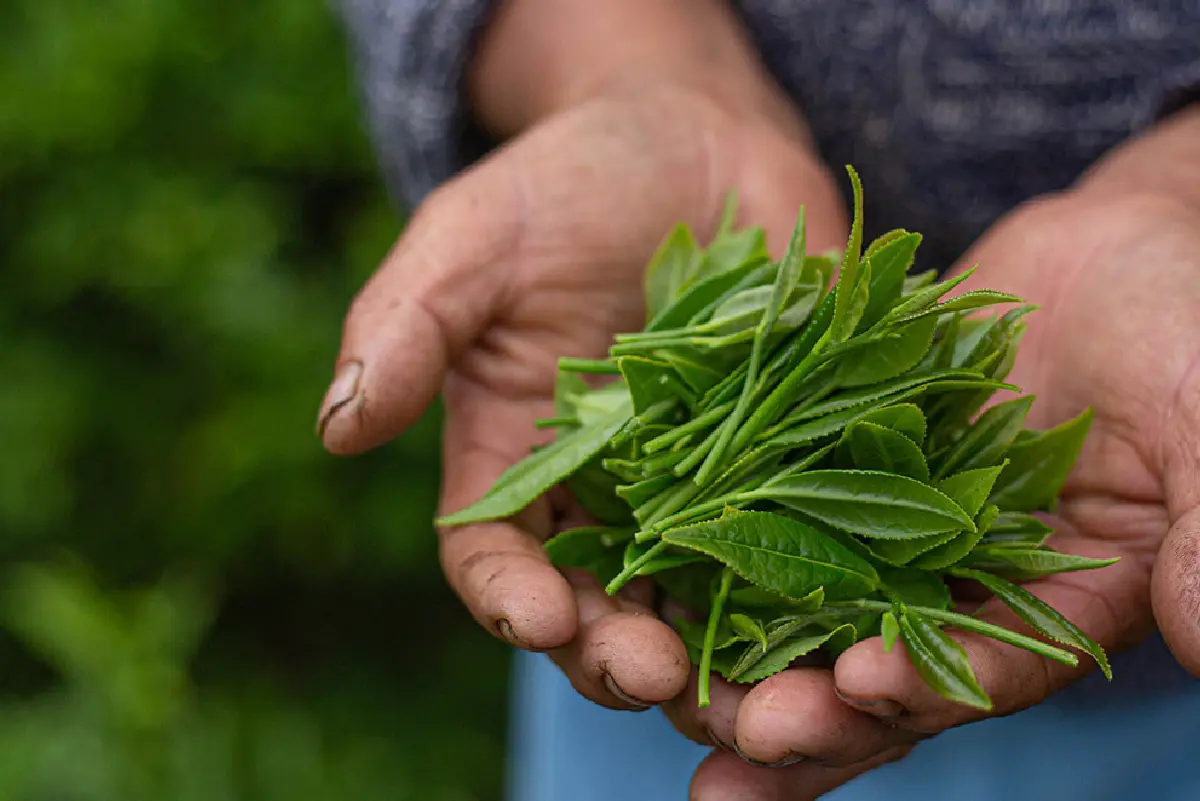 Samcholing Tea Cooperative, Trongsa images-01