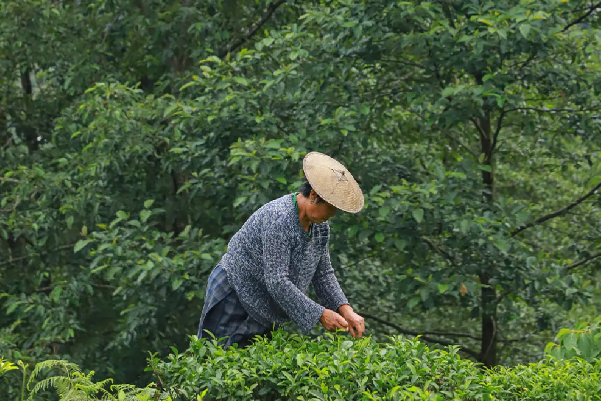 Samcholing Tea Cooperative, Trongsa images-02