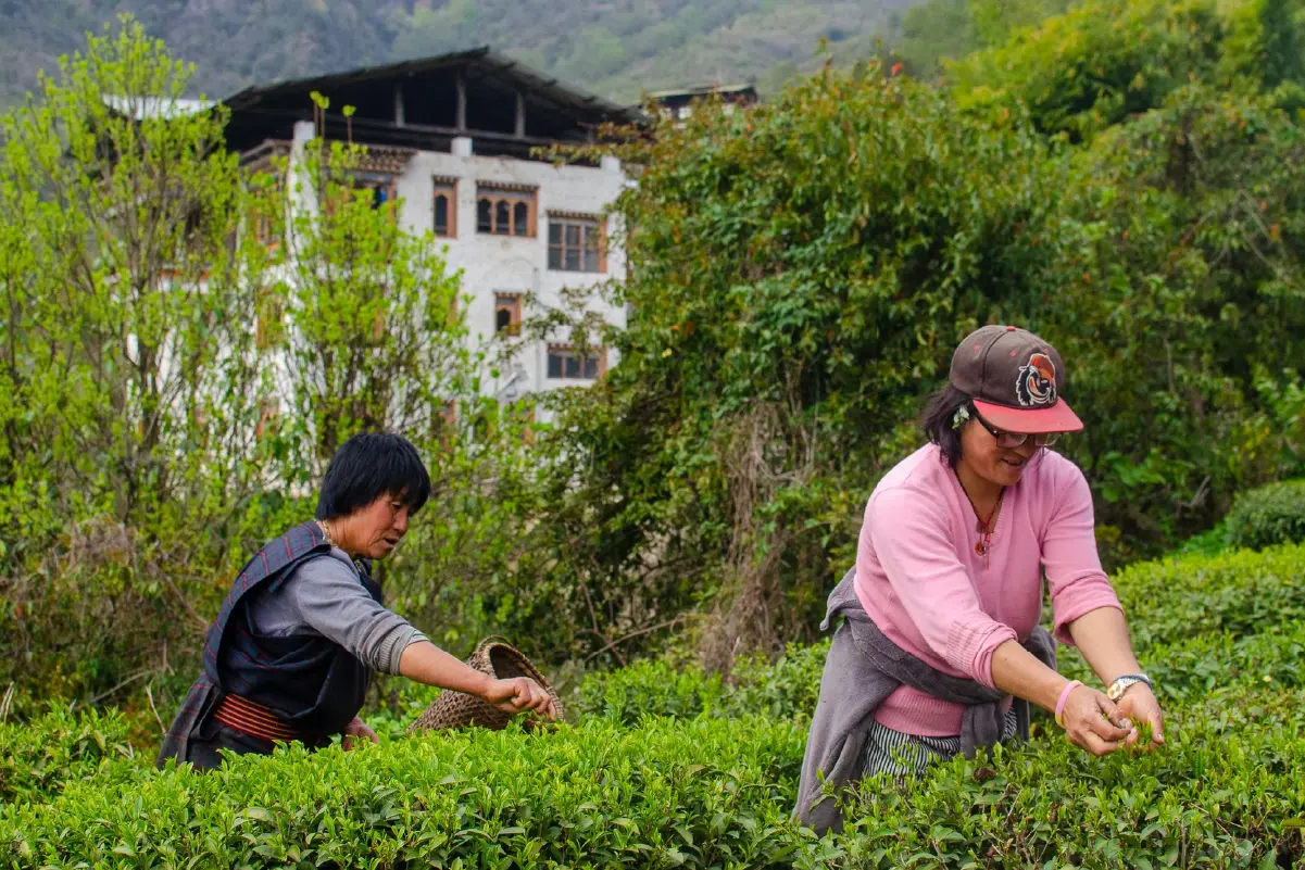 Samcholing Tea Cooperative, Trongsa images-04