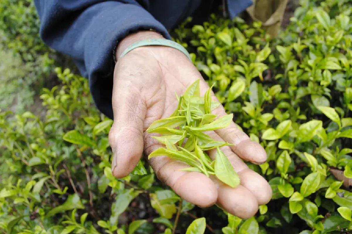 Samcholing Tea Cooperative, Trongsa images-05