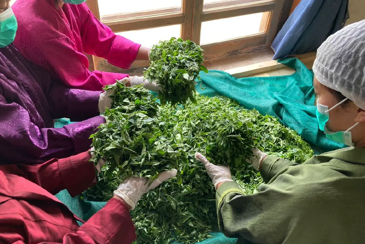 Samcholing Tea Cooperative, Trongsa images-08