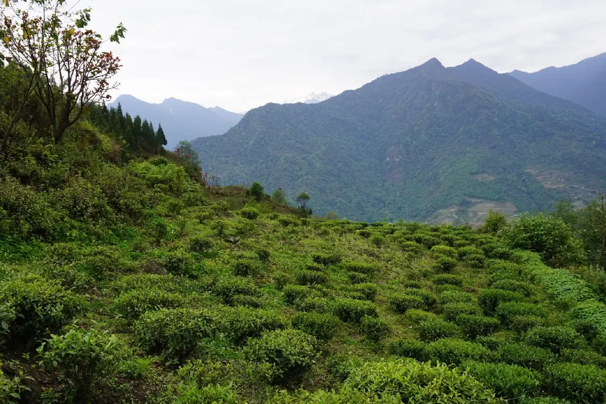 Samcholing Tea Cooperative, Trongsa images-09