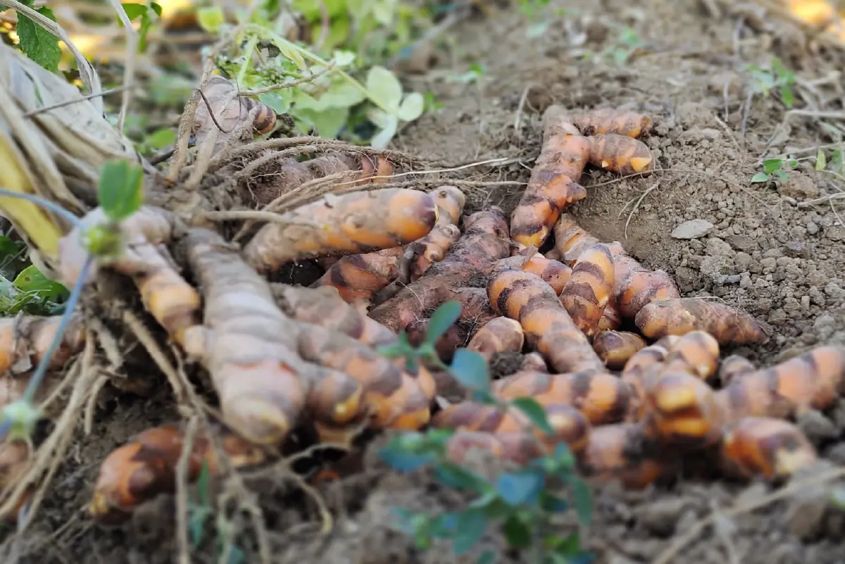 Tashithang Biodynamic Group, Sarpang images-01