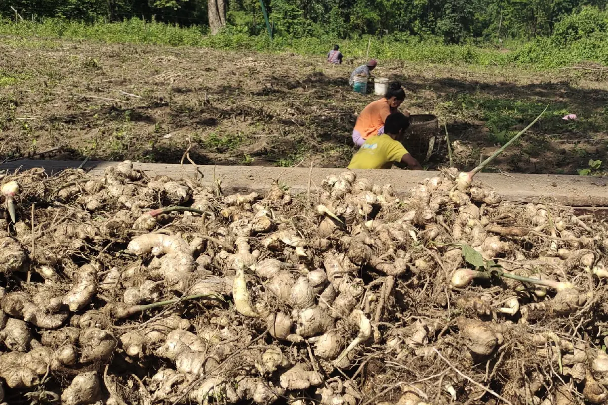 Tashithang Biodynamic Group, Sarpang images-02